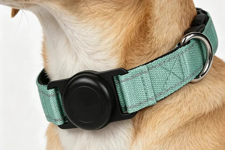 Collier pour chien avec traceur GPS intégré.