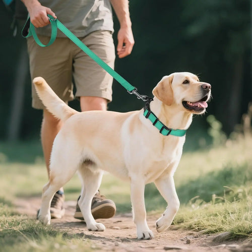 Collier pour chien avec traceur GPS intégré.